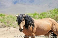 a brown horse with black manes standing in the grass