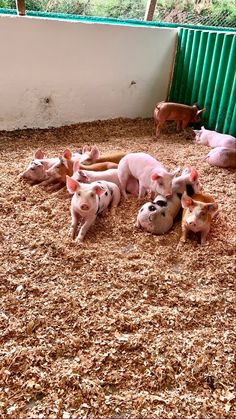 several pigs are laying down in the hay next to a green fence and a white wall