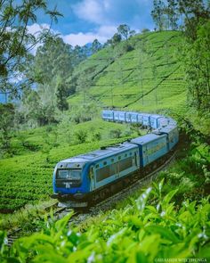 a blue train traveling through a lush green hillside covered in tea bushes on the side of a hill