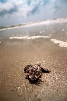 a baby turtle crawling on the sand at the beach