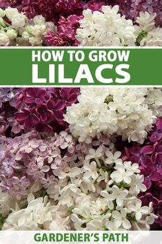 purple and white flowers with the title how to grow lilacs gardener's path