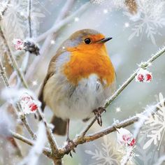 a small bird perched on top of a tree branch covered in snowflakes and berries