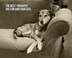 a dog laying on top of a couch with the caption, the best therapy has fur and four legs