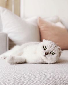 a white cat laying on top of a bed next to pillows