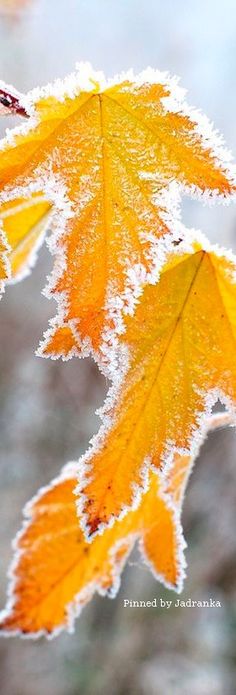 two yellow leaves with frost on them are hanging from a branch in front of the camera