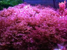 an aquarium filled with lots of purple plants