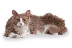 a brown and white cat is laying down