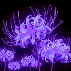 purple flowers are glowing in the dark with their stems sprouting out from them