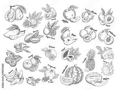 hand drawn fruits and vegetables set