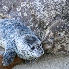 two gray and white seal puppies laying on top of each other