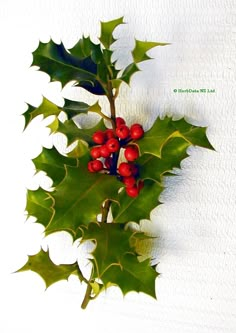 holly with red berries and green leaves on white background