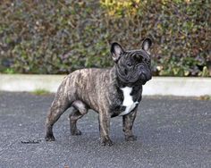 a small brown and white dog standing on top of a street next to a bush