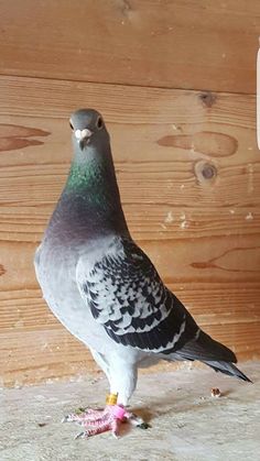 a pigeon standing on the ground next to a wooden wall