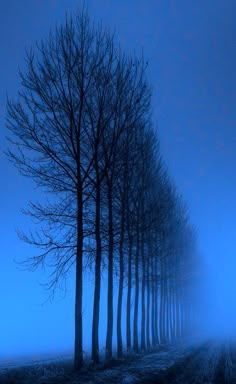 a row of trees in the middle of a foggy field at night with no leaves on them