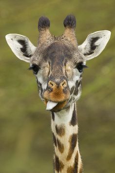 a giraffe is sticking its tongue out and looking at the camera while standing in front of a grassy area