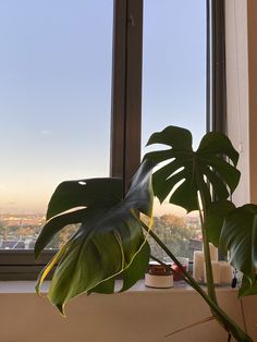 a large green plant sitting on top of a window sill next to a potted plant