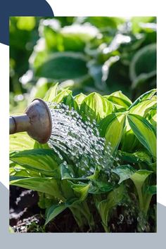 Hostas are beloved for their lush foliage and ease of care, making them a popular choice for gardeners. This article provides a comprehensive guide on how to grow and care for hostas. Learn about the ideal planting conditions, watering schedules, and soil requirements to ensure your hostas thrive. With these tips, you can enjoy the beauty and resilience of hostas in your garden, creating a stunning landscape.