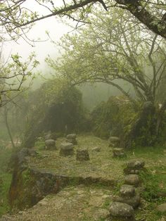 a stone path surrounded by trees in the fog