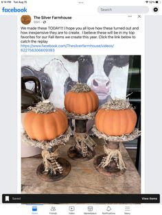 three pumpkins sitting on top of each other in front of a cow's head