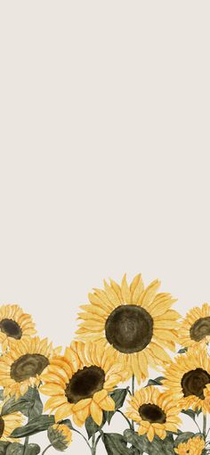 sunflowers are shown against a white background