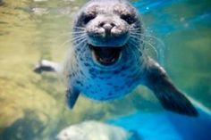 a seal swimming in the water with its mouth open