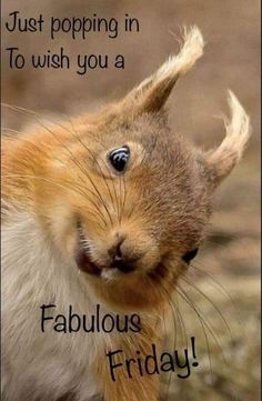 a squirrel with the caption just popping in to wish you a fabulous friday