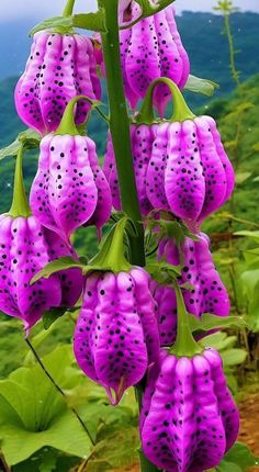 purple flowers are blooming in the wild on a sunny day with mountains in the background