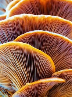 the underside of a group of mushrooms