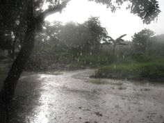 the rain is coming down on the ground and trees in the background are covered with water