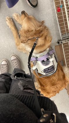 a brown dog wearing a white shirt and leash laying on the floor next to some shoes