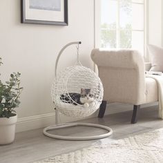 a cat laying in a white hanging chair next to a potted plant on the floor