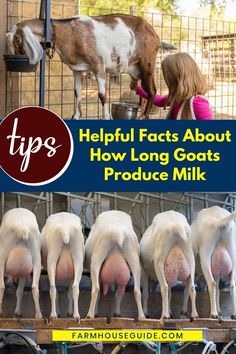 several cows are being milked in their pen with the words tips helpful fact about how long goats produce milk