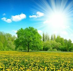 the sun shines brightly over a field full of dandelions and green trees