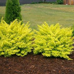 some yellow bushes in the middle of a yard