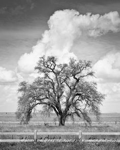 black and white photograph of an old tree on the side of a road with clouds in the background