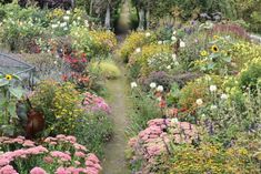 a garden filled with lots of different types of flowers