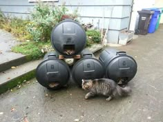 a cat is sitting on the ground next to some large black containers that have been placed in front of a house