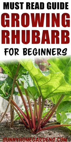 an image of a garden with the title must read guide growing rhubarb for beginners