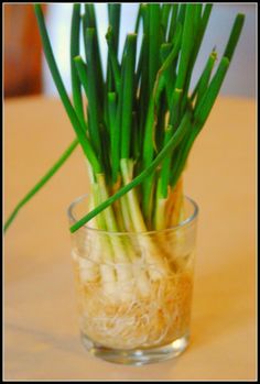 green stems in a glass vase with water