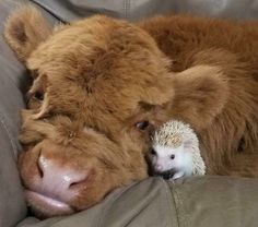 an animal that is laying down with its head on the back of a couch next to a hedgehog