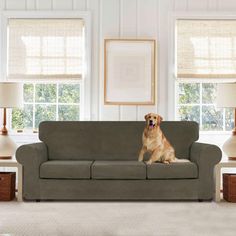 a dog sitting on top of a couch in a living room next to two lamps