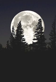 the full moon is seen through some trees