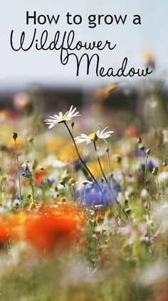 wildflower meadow with the words how to grow a wildflower meadow