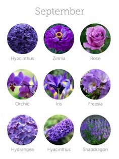 the different types of flowers are shown in this image, including purples and lavenders