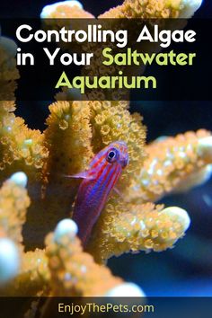 an aquarium with the title controlling algae in your saltwater aquarium on it's side