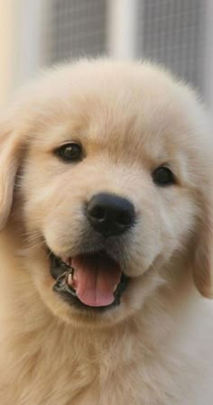 a close up of a dog with its mouth open