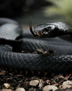 a black and white photo of a snake