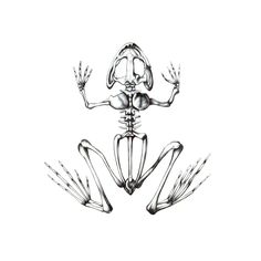 a skeleton frog sitting on top of it's back legs with its arms outstretched