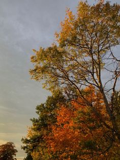 the trees are changing colors in the fall