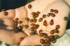 many brown bugs are in the palm of someone's hand with their hands full of them